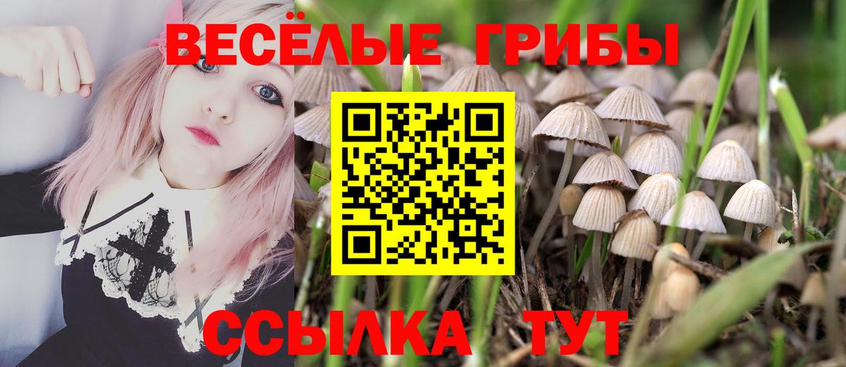 Псилоцибиновые грибы Psilocybine cubensis Новоалександровск